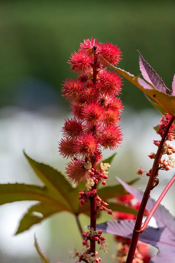 Ricinus communis